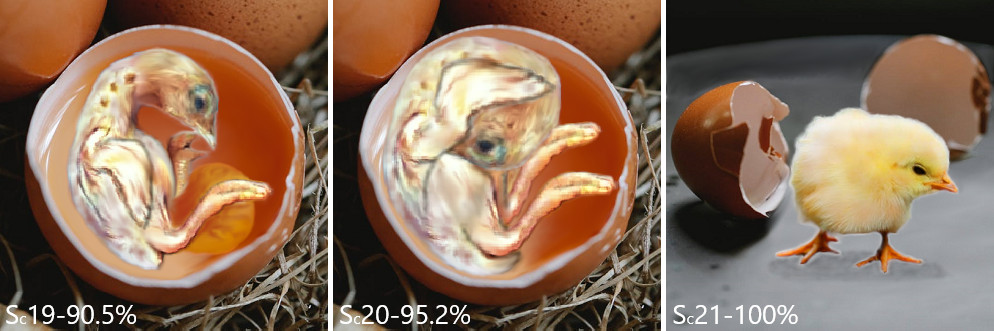 Figure 7. Comparative Growth Stage Sc19 to Sc21. A reconstructed chicken embryo condition inside the egg [1]. 