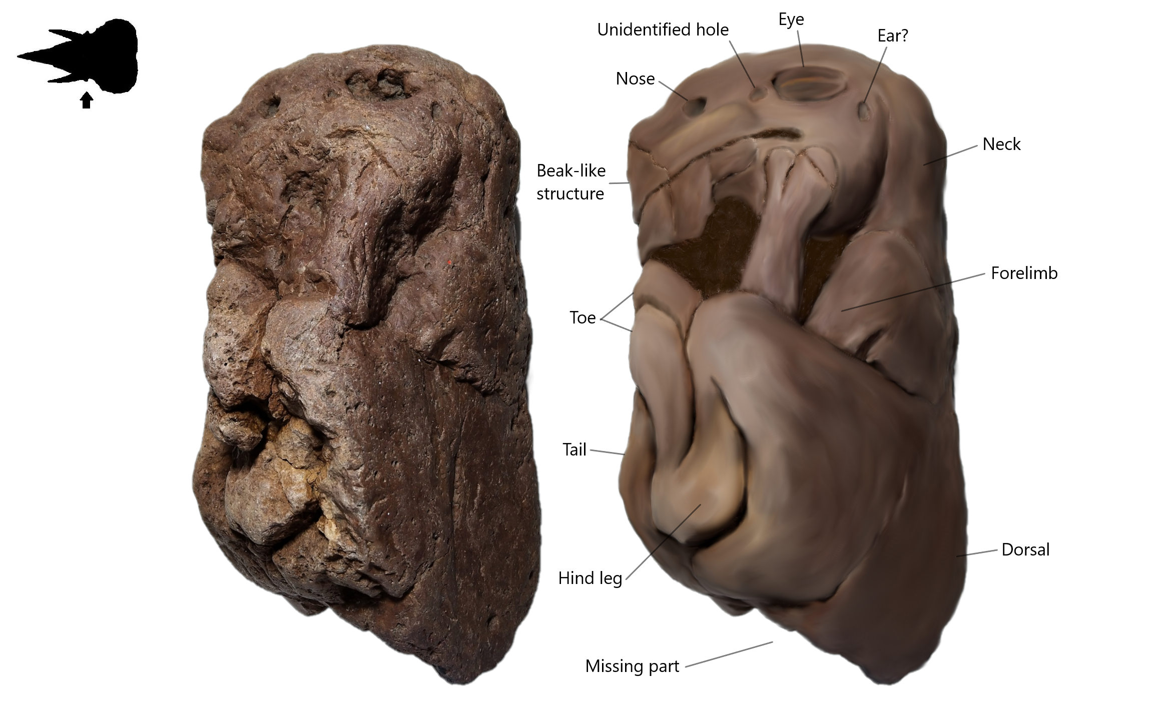 Figure 1. Lateral view (left side) on Brachylophosaurus canadensis embryo with its restoration image. The lower part of body probably gets destroyed or decayed before fully fossilized.