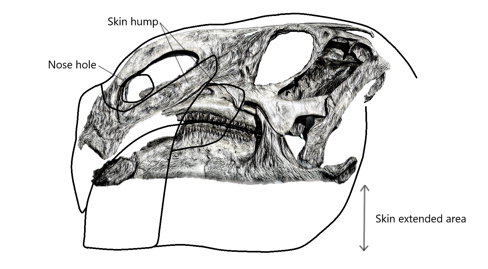 Figure 11. The head morphology of Brachylophosaurus canadensis [2] in lateral view (left). The restoration structure based on specimen GCE2108015649B refer as embryo Brachylophosaurus. 