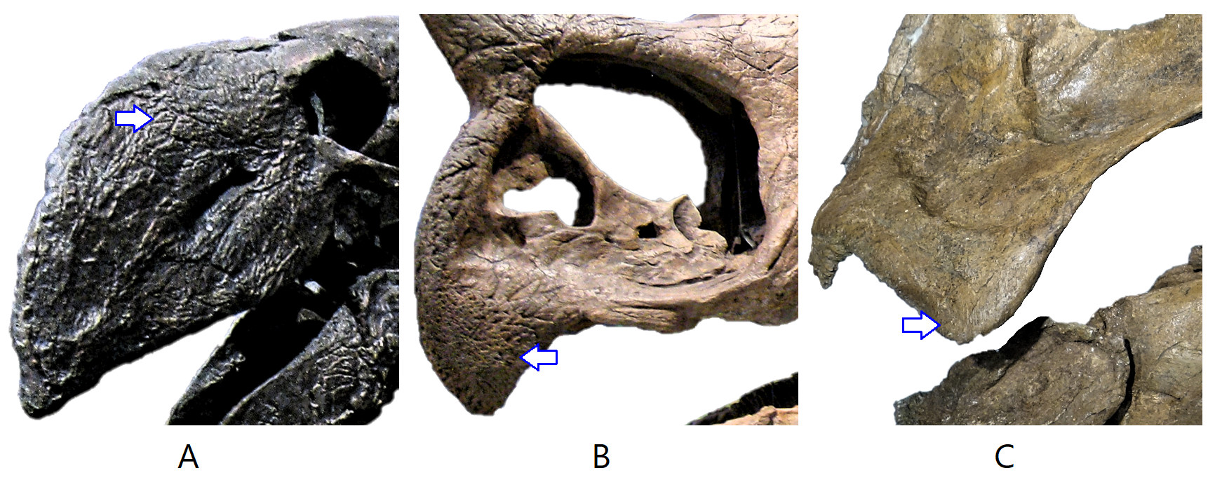 Figure 12. Lateral view (left side) on snout structure of (A) flightless bird Gastornis giganteus [3]; (B)  Triceratops prorsus [4]; and (C) Brachylophosaurus canadensis [2]. 