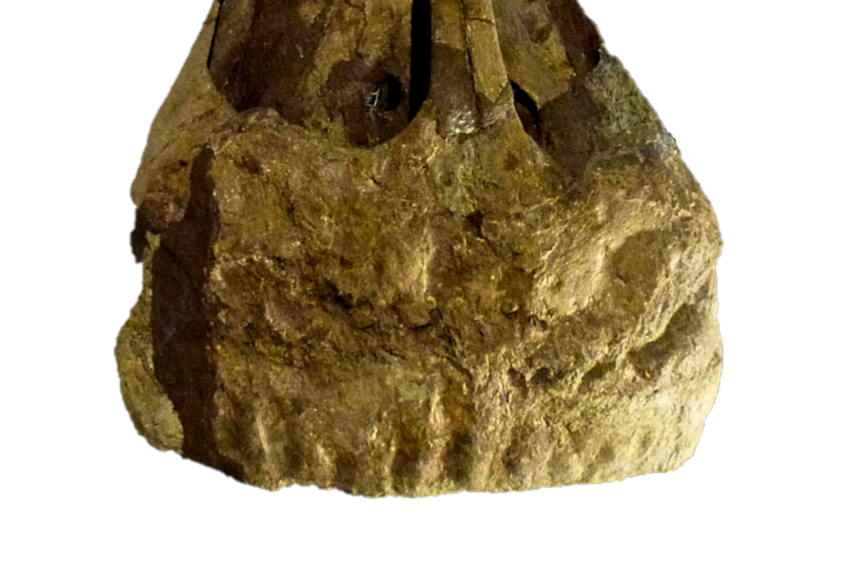 Figure 13. Front view on the beak-like structure of Edmontosaurus mummy SMF R 4036 [5]. 