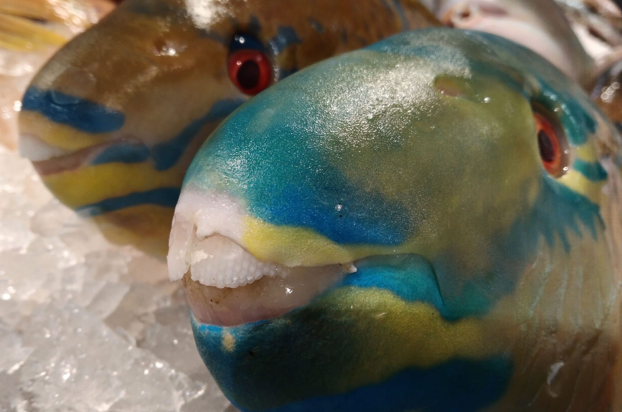 Figure 14. Front view on the beak-like teeth of parrotfish.