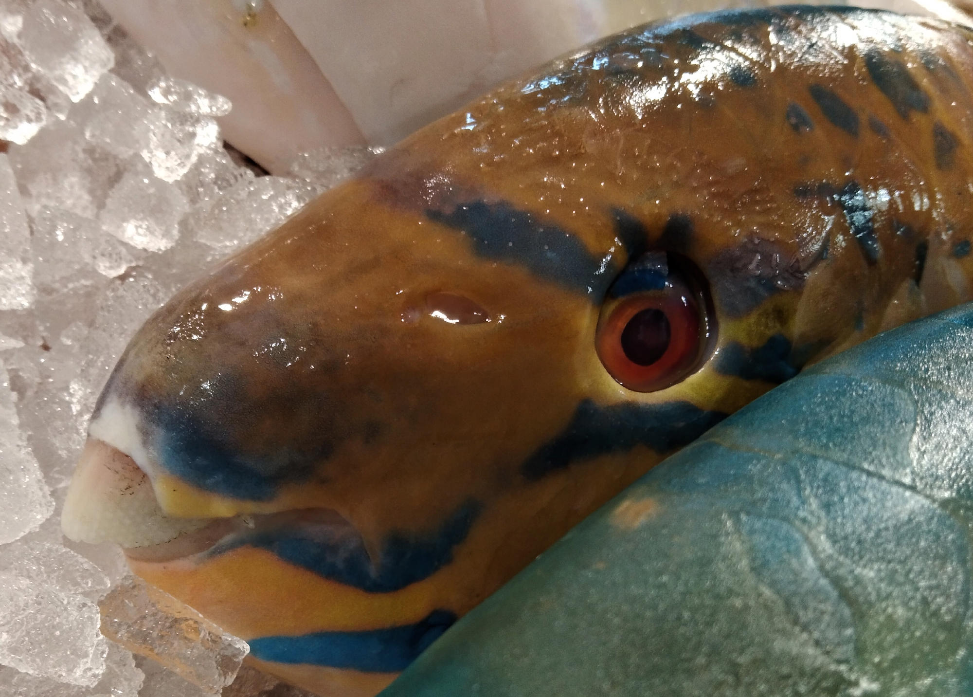 Figure 15. Lateral view (left side) on the beak-like teeth of parrotfish.