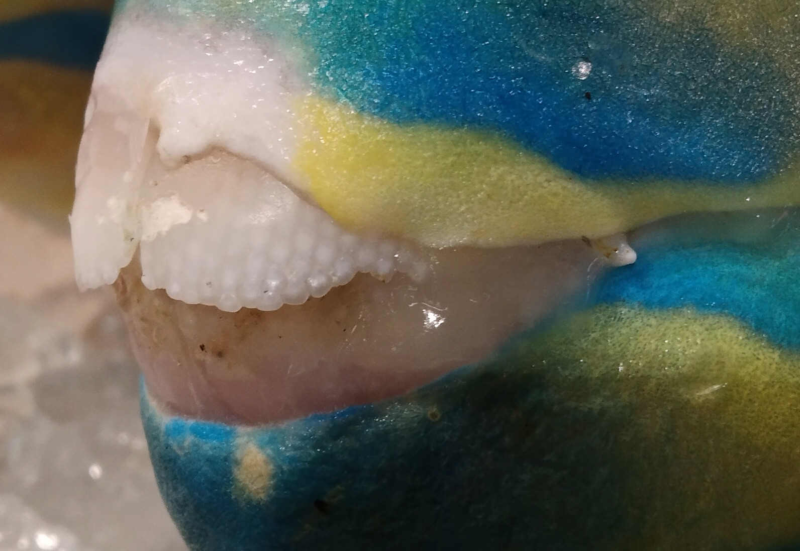 Figure 16. Close-up view on the beak-like teeth structure of parrotfish.