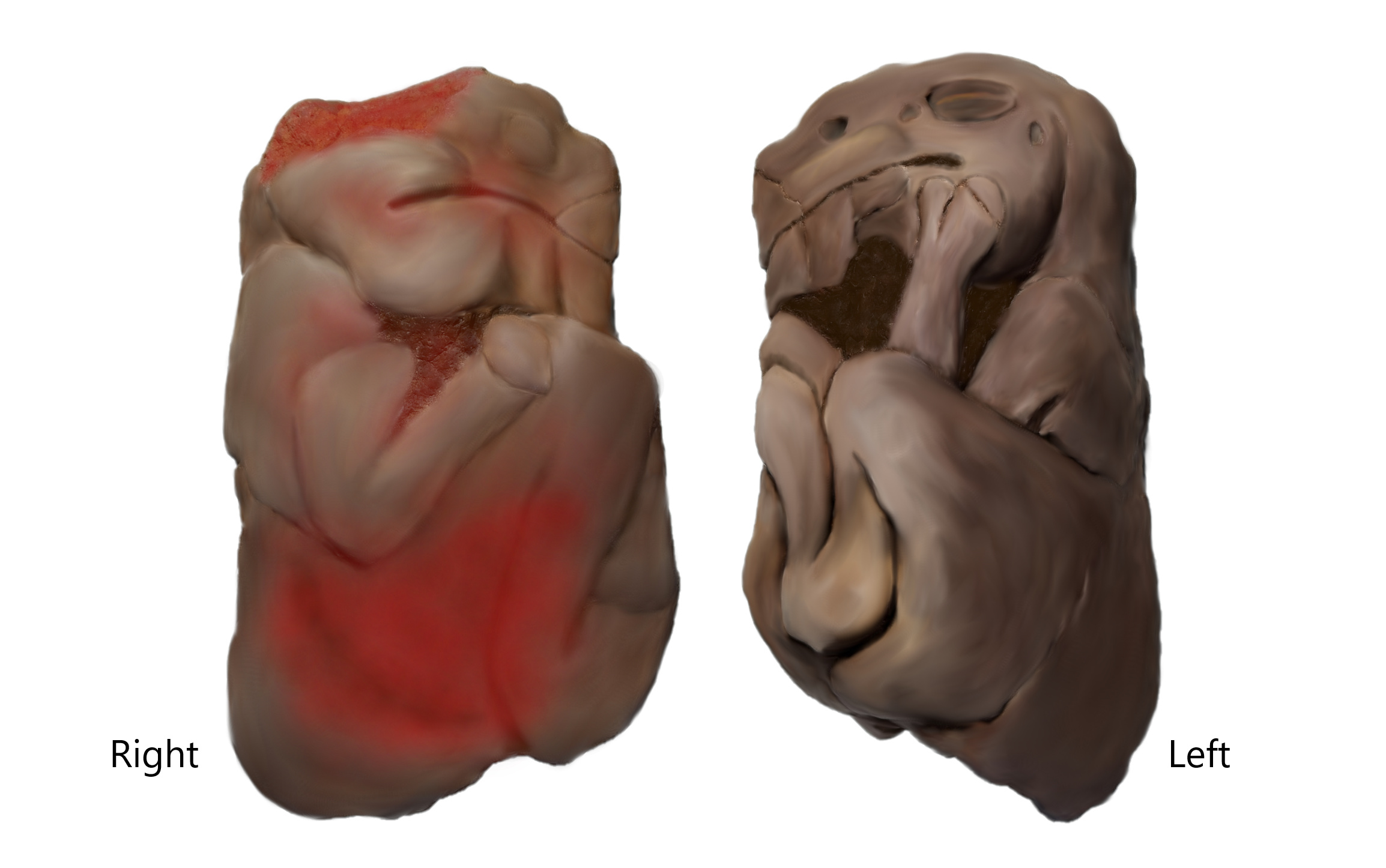 Figure 17. The lateral view of restoration image on Brachylophosaurus canadensis embryo in right and left.