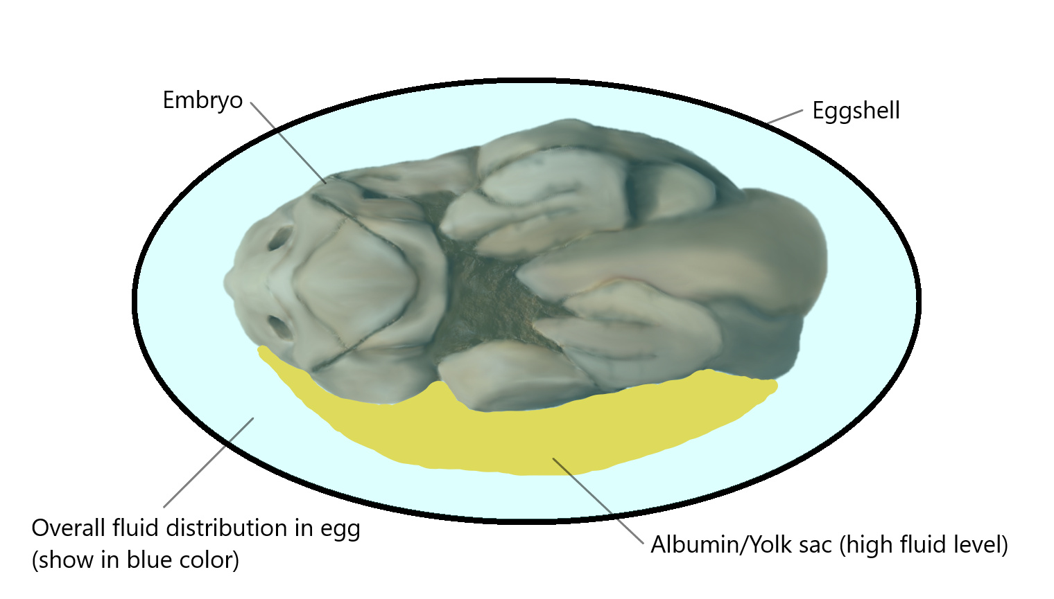 Figure 18. The general structure of dinosaur embryo within egg (in front view). The blue color shows the overall distribution of fluid within egg in initial stage before the embryo dies within the egg. 