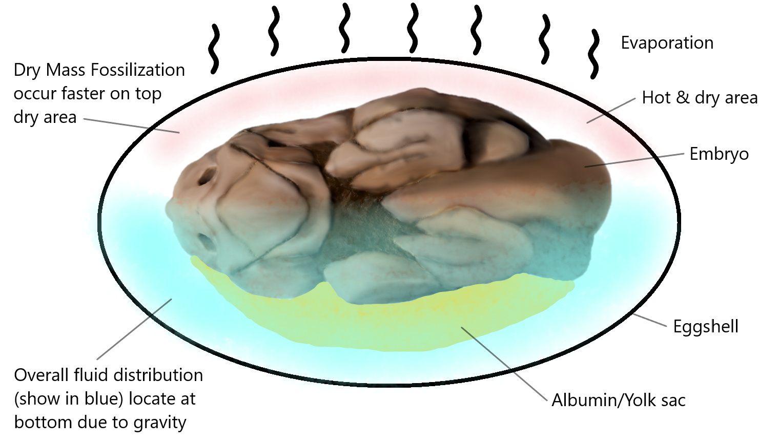 Figure 19. The picture shows how the total fluid distribution within the egg when the embryo dies in dry season. Most fluid will locate at bottom level due to gravity pull which has the slowest rate to form dry body mass that leads to high decay rate.