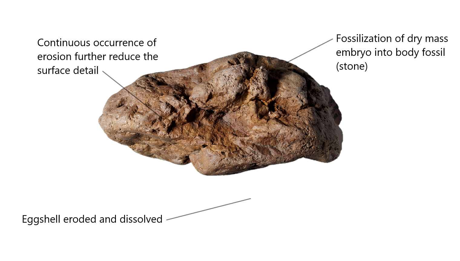 Figure 21. Fossilization of dry mass embryo and turn into ordinary rock. The continuous natural erosion causes a further reduction in surface clarity. Most eggshell will erode but if eggshell is preserved, they will usually form a thin film-like layer on top of the embryo with distinct color.