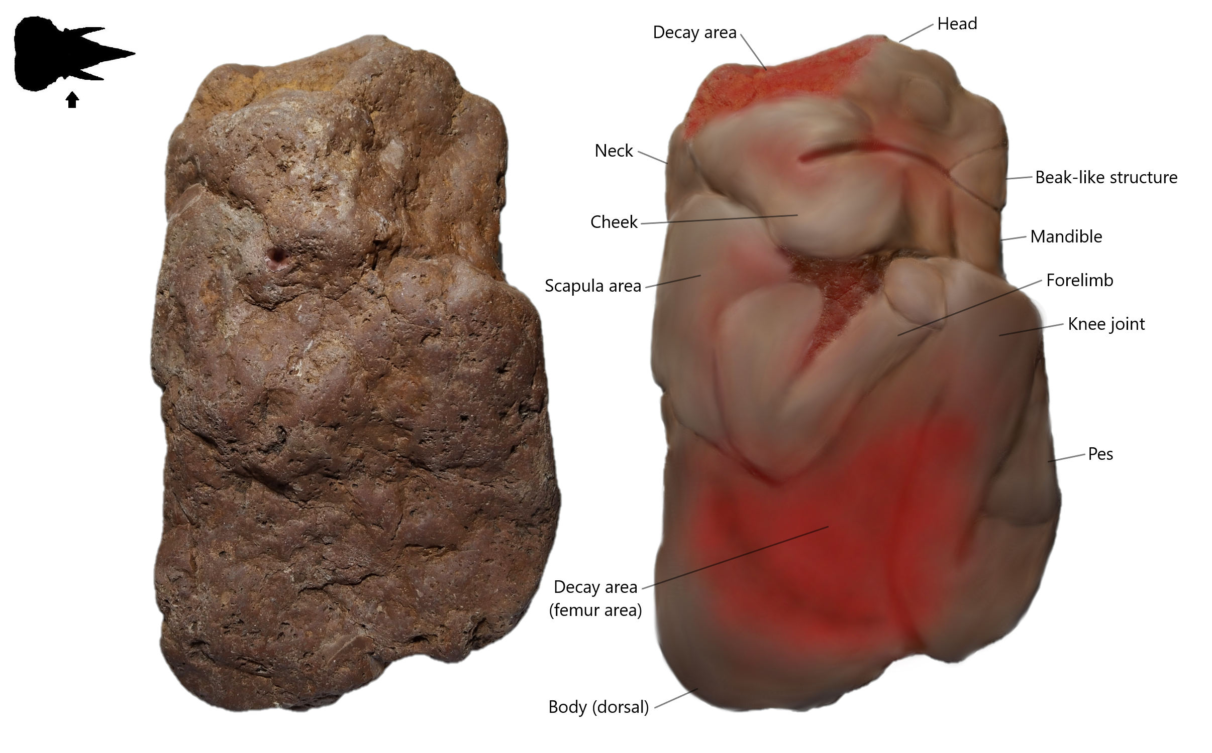 Figure 3. Lateral view (right side) on Brachylophosaurus canadensis embryo with its restoration image. Most of the surface already eroded.