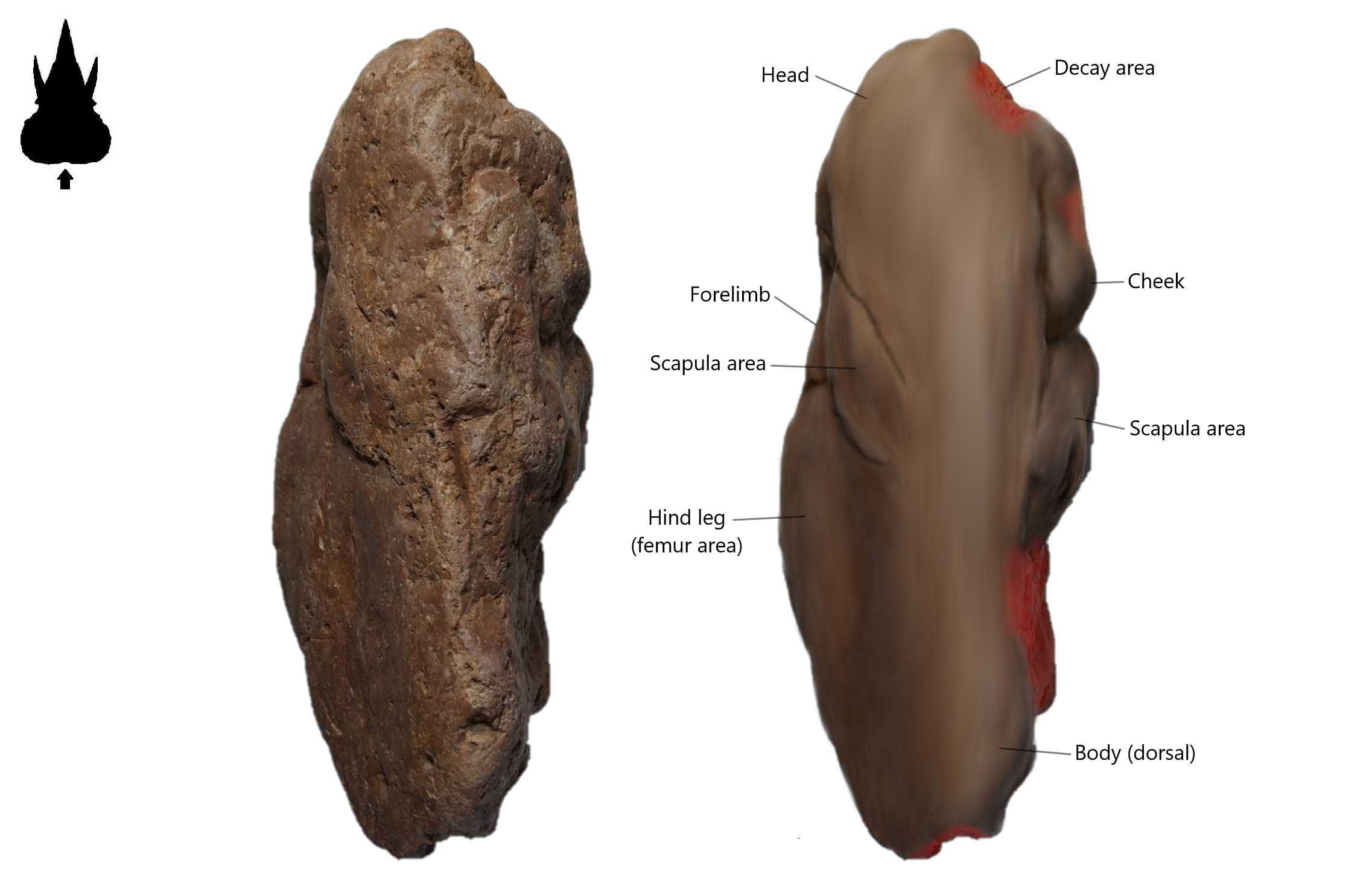 Figure 4. The dorsal view (backside of body) on Brachylophosaurus canadensis embryo with its restoration image.