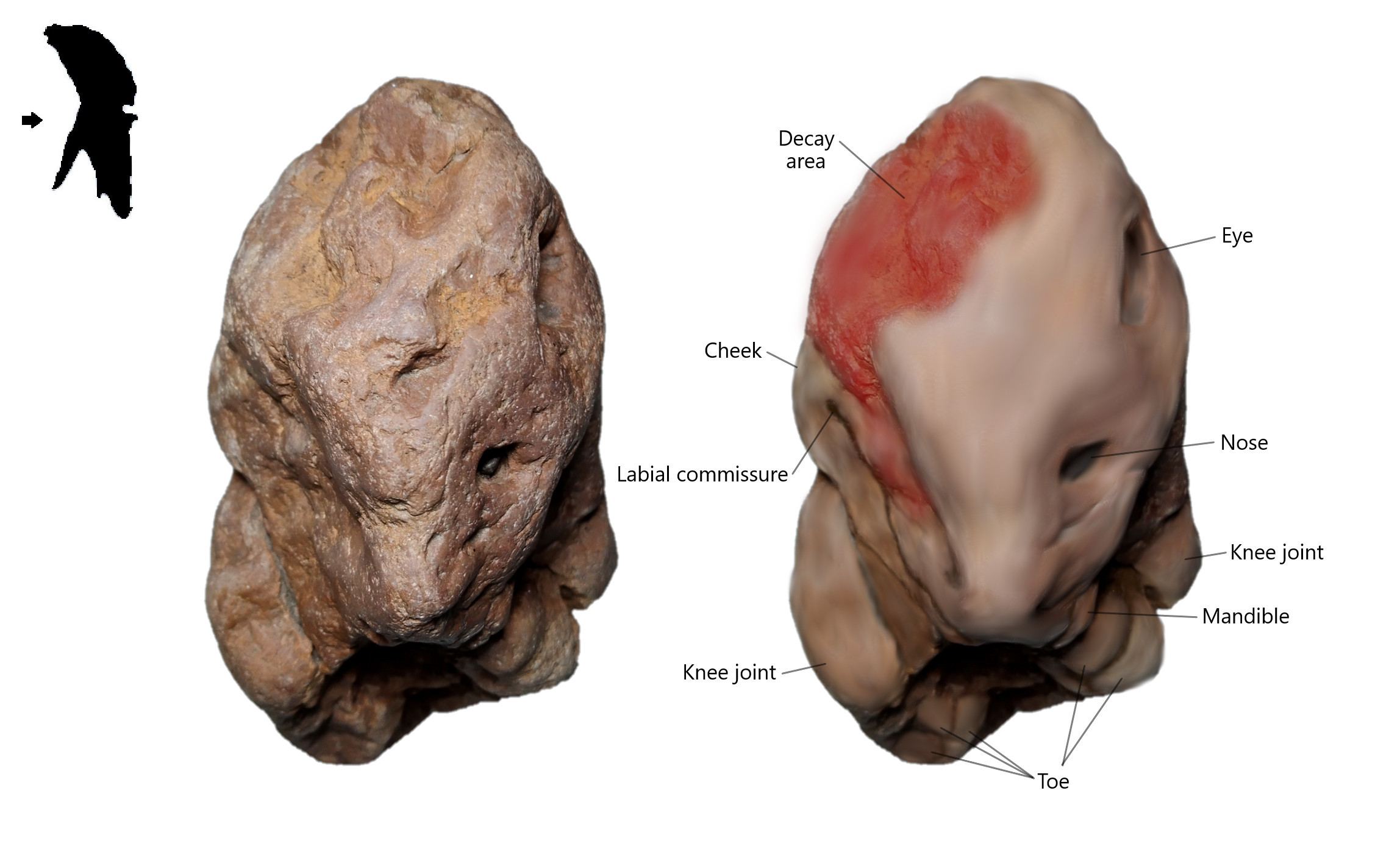 Figure 5. Top view (head) on Brachylophosaurus canadensis embryo with its restoration image.