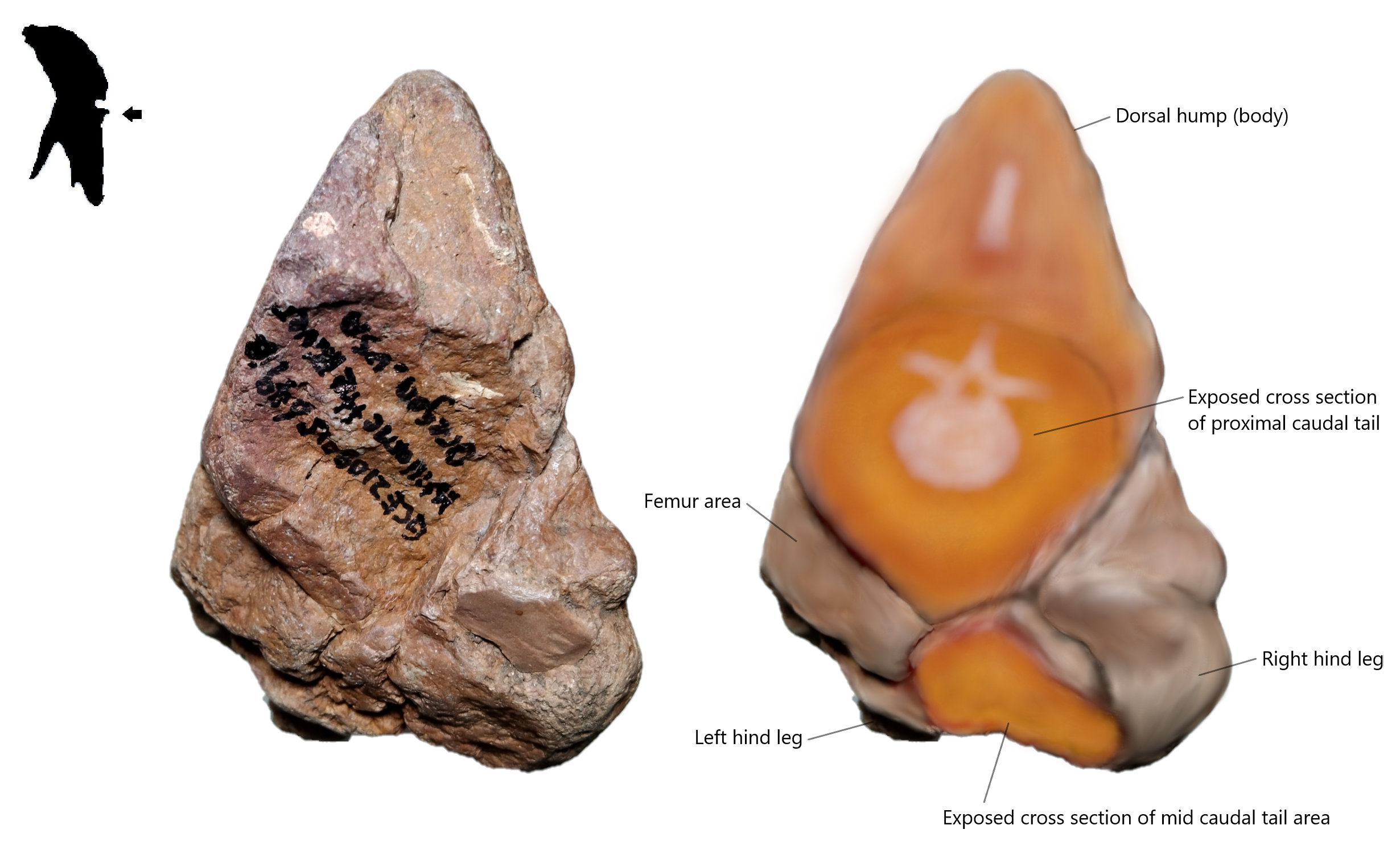 Figure 6. Bottom view on Brachylophosaurus canadensis embryo with its restoration image.