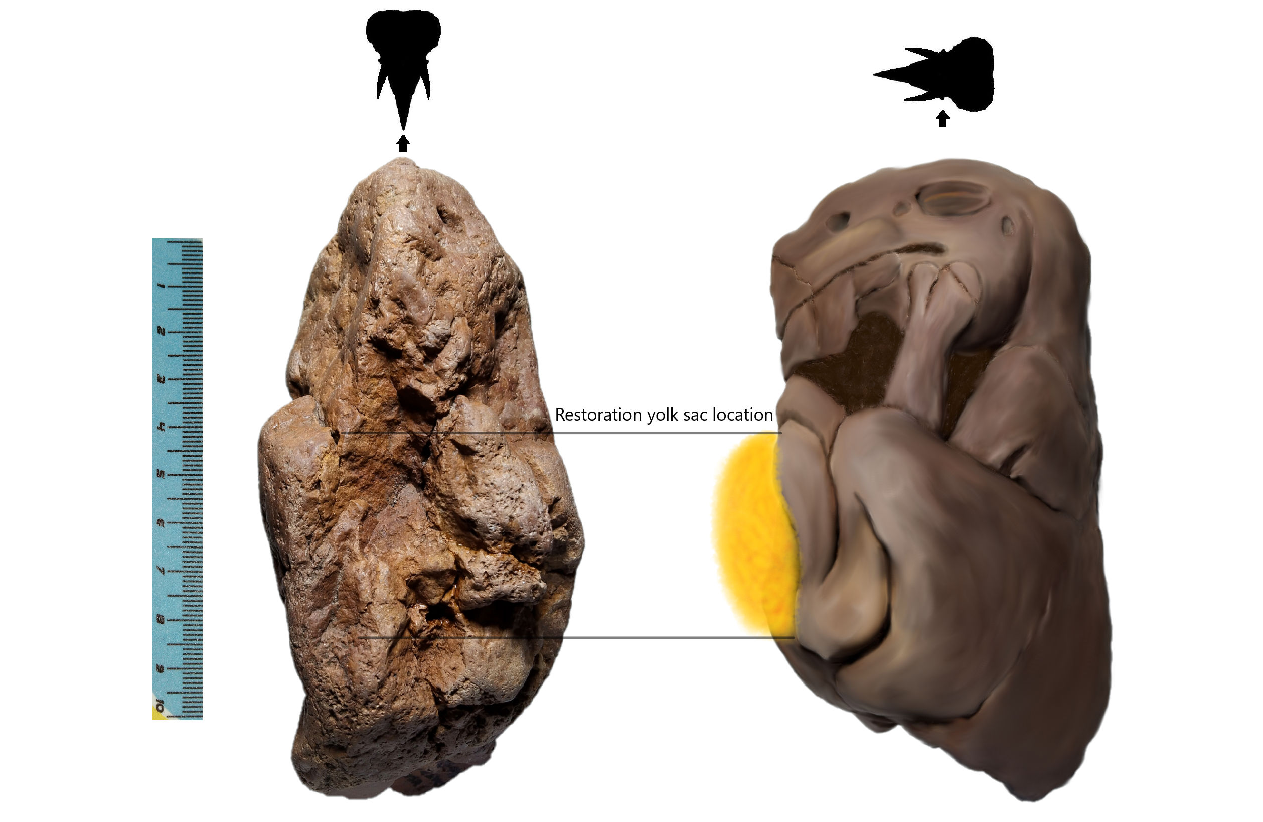 Figure 8. A reconstructed image of Brachylophosaurus embryo with its unabsorbed yolk sac locate above the abdomen. The yolk sac located area also can be roughly observed in the front view of the embryo (left image) that shows some trace of small hole. This specimen no longer preserved its yolk sac as already decayed before fully fossilized. Yolk sac contains large amount of fluid that sometimes slow the transformation into Dry Mass that has high resistance to corrosion before turn into fossil. The hypothesis of Dry Mass Fossilization please refer volume 4. (scale bar in cm)