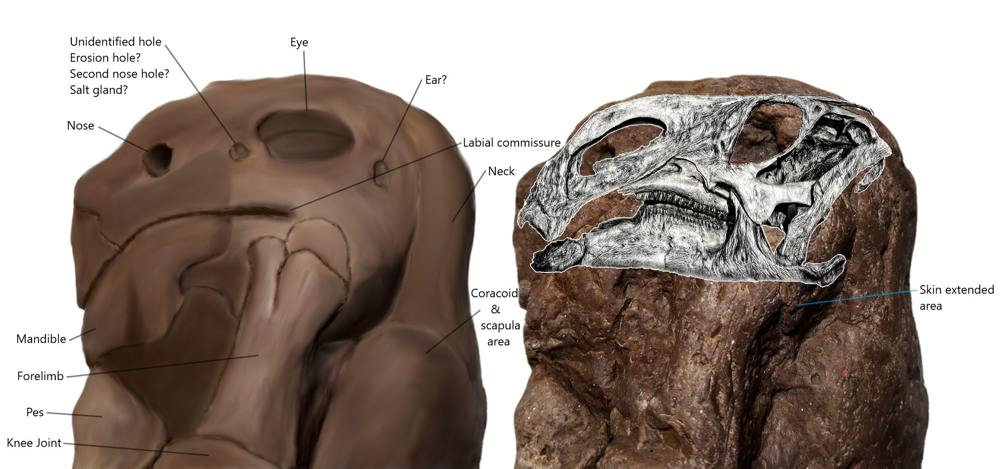 Figure 9. Superimpose Test (in lateral view, left side) of restoration image with drawing of Brachylophosaurus canadensis skull [2] from Royal Tyrrell Museum. 