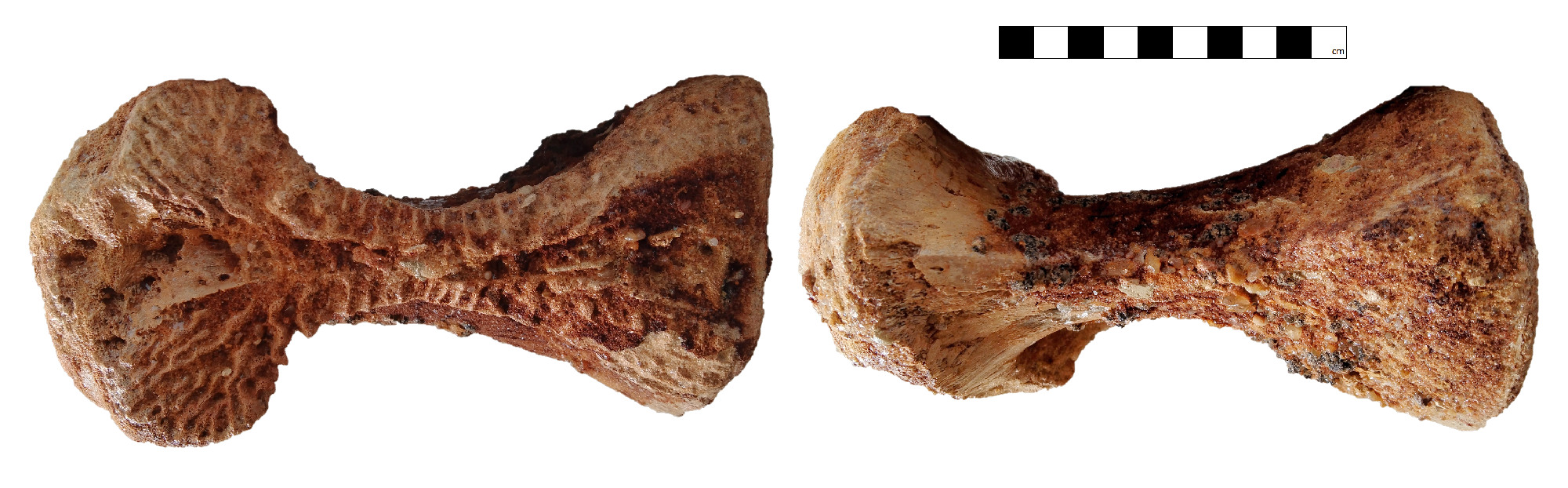 Mid dorsal vertebra (GCE2104133945) of Spinosaurid tentatively refer as Spinosaurus dorsojuvencus. From left image: in dorsal view (top view, anterior face to the left); Right image: in ventral view (bottom view, anterior face to the left)