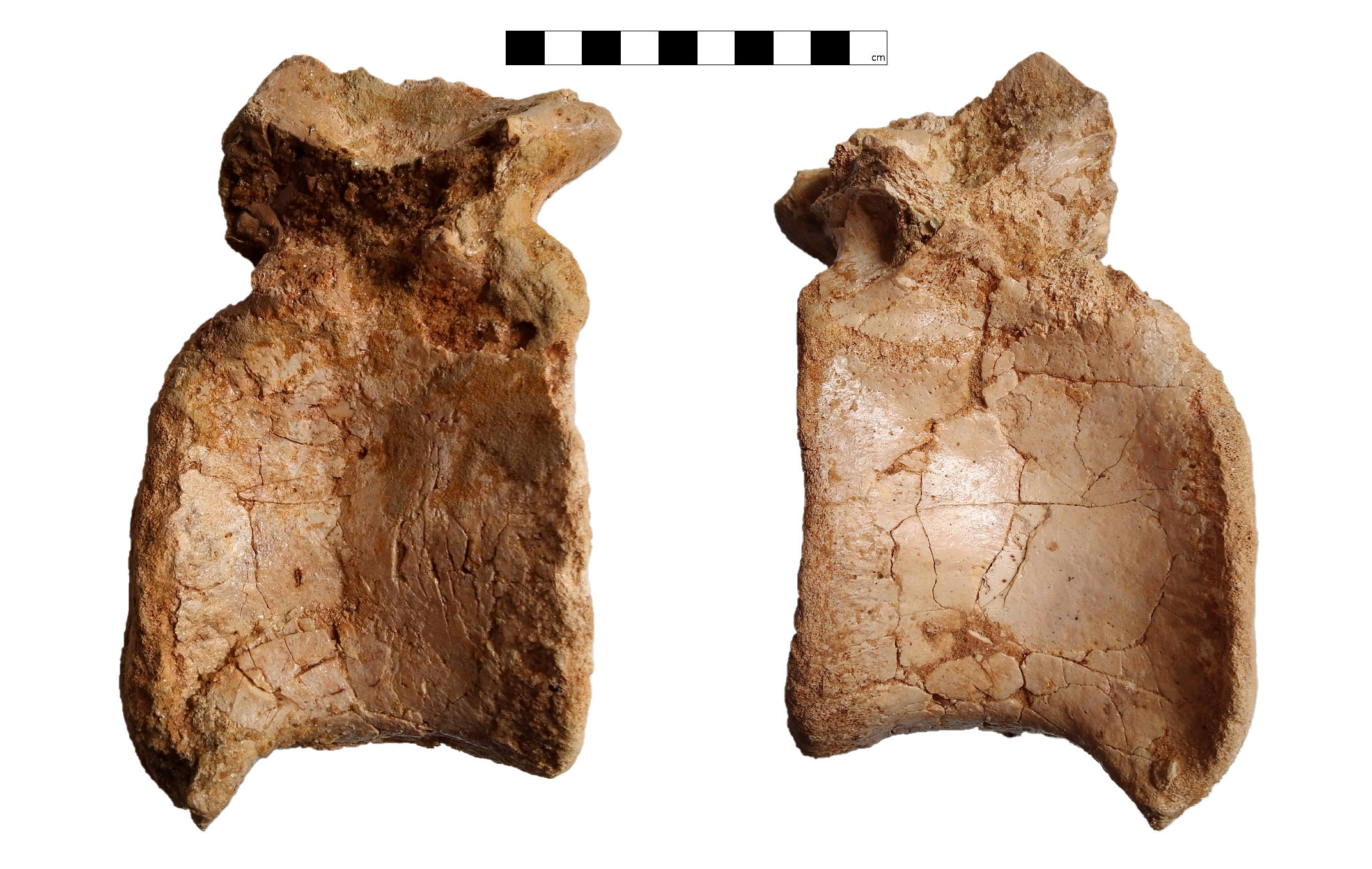 Proximal caudal vertebra (GCE2104146785) of Spinosaurid tentatively refer as Spinosaurus dorsojuvencus. From left image: in right lateral view (side view); Right image: in left lateral view
