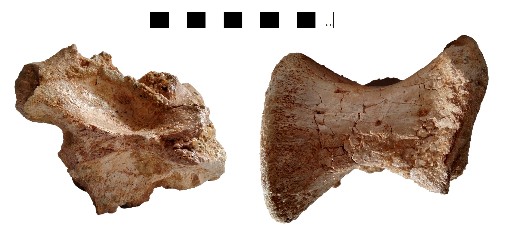 Proximal caudal vertebra (GCE2104146785) of Spinosaurid tentatively refer as Spinosaurus dorsojuvencus. From left image: in dorsal view (top view, anterior face to the left); Right image: in ventral view (bottom view, anterior face to the left)