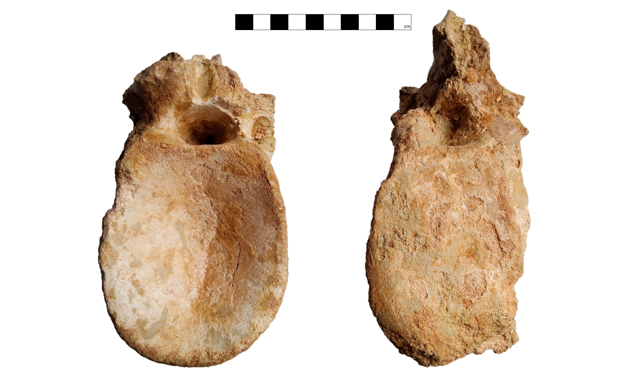 Proximal caudal vertebra (GCE2104146785) of Spinosaurid tentatively refer as Spinosaurus dorsojuvencus. From left image: anterior view (front view); Right image: posterior view (backside view)