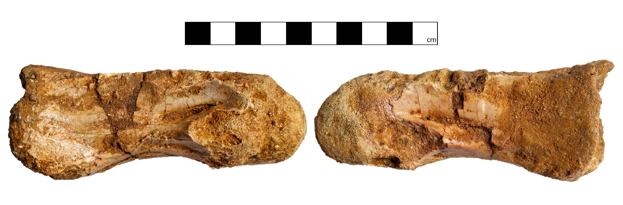 Anterior cervical (estimated vertebra location: C2) vertebra (GCE2105098997A) of Spinosaurid tentatively refer as Spinosaurus dorsojuvencus. From left image: in right lateral view (side view); Right image: in left lateral view