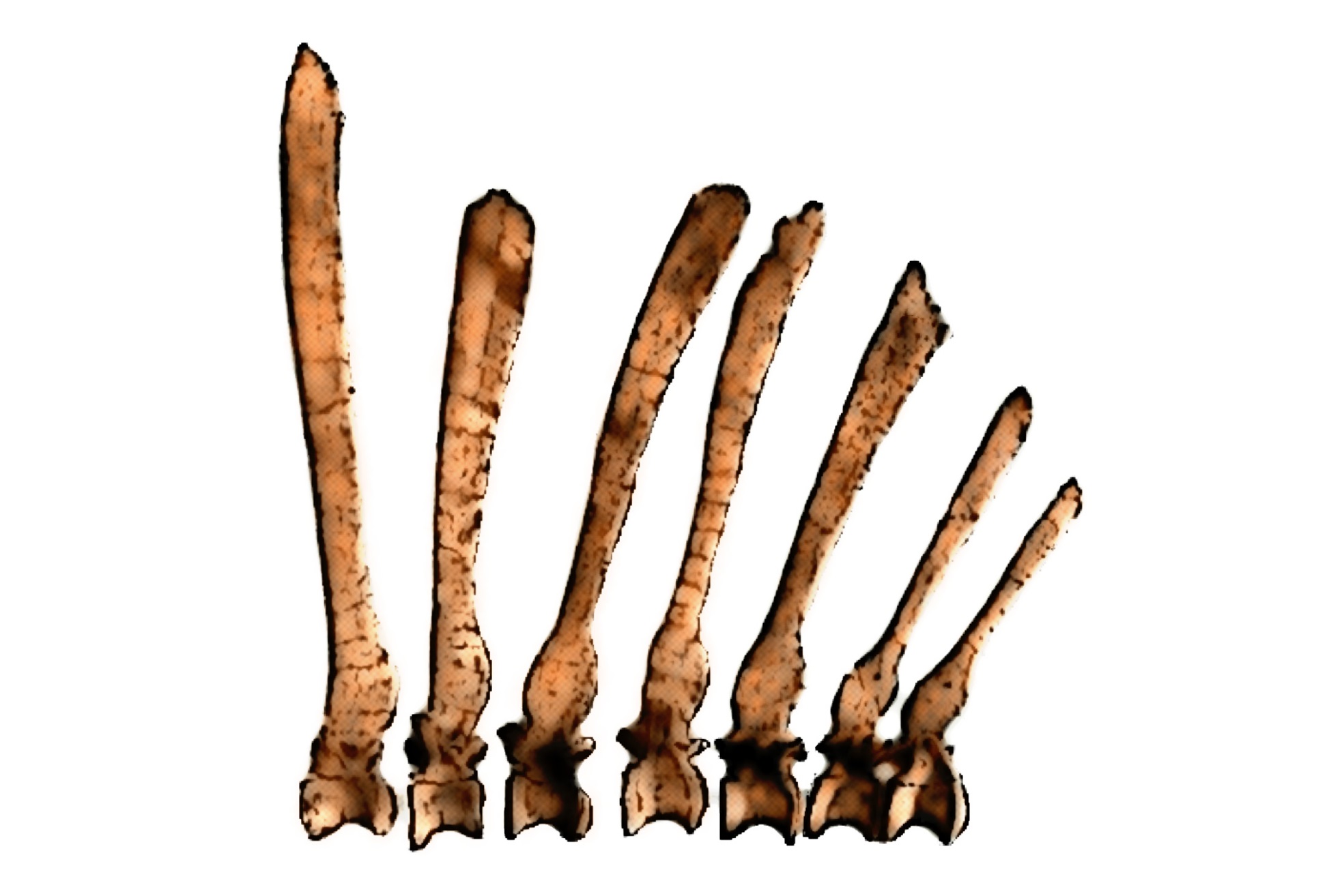 Dorsal neural spine (BSP 1912 VIII 19)[1] Spinosaurus aegyptiacus from Egypt