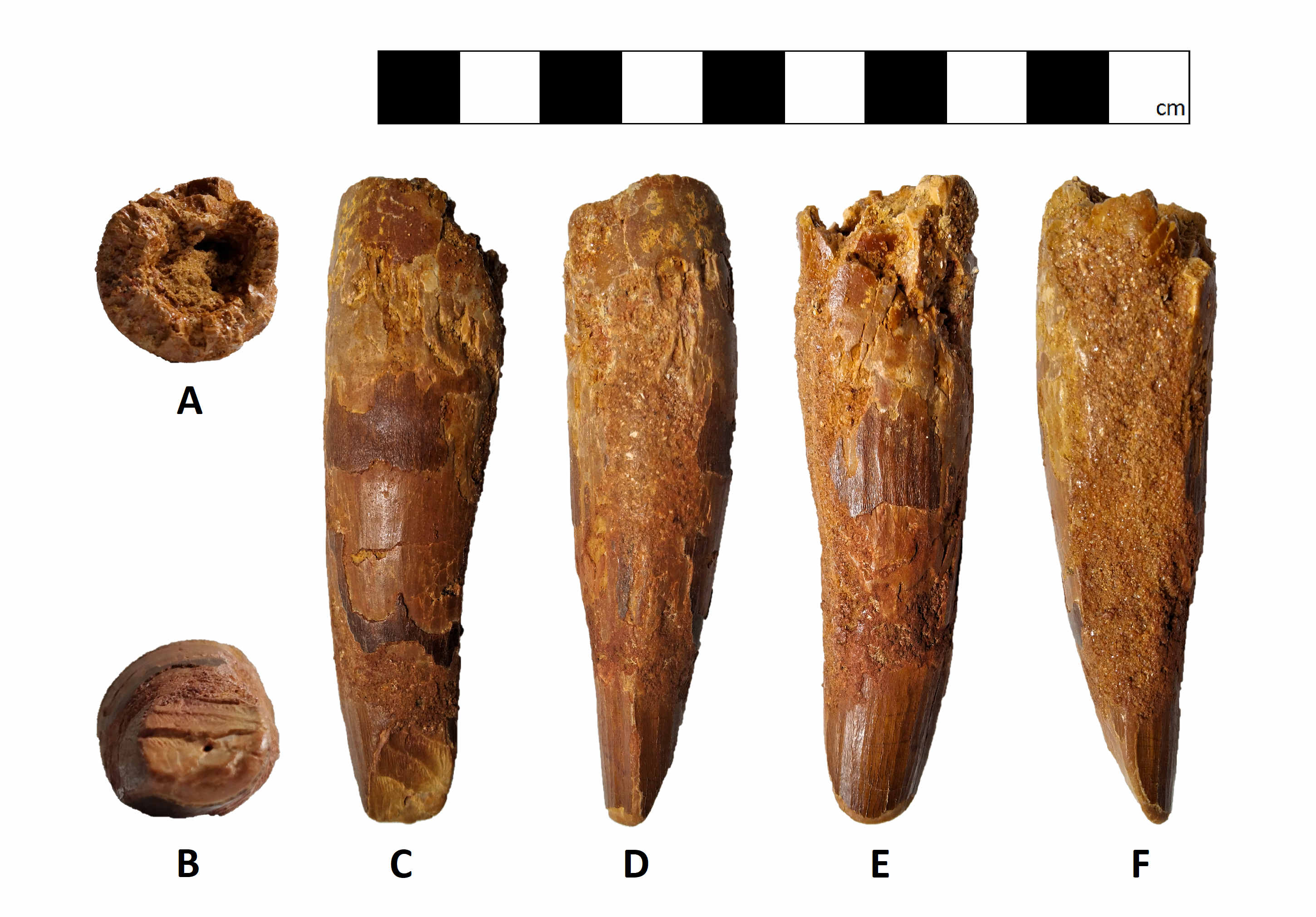 Probably left maxillary tooth (GCE2105098997B) of Spinosaurid tentatively refer as Spinosaurus dorsojuvencus. From bottom to top view, anticlockwise turn from outside to inside: A. In basal view; B. apical view; C. labial view; D. mesial view; E. lingual view; and F. distal view