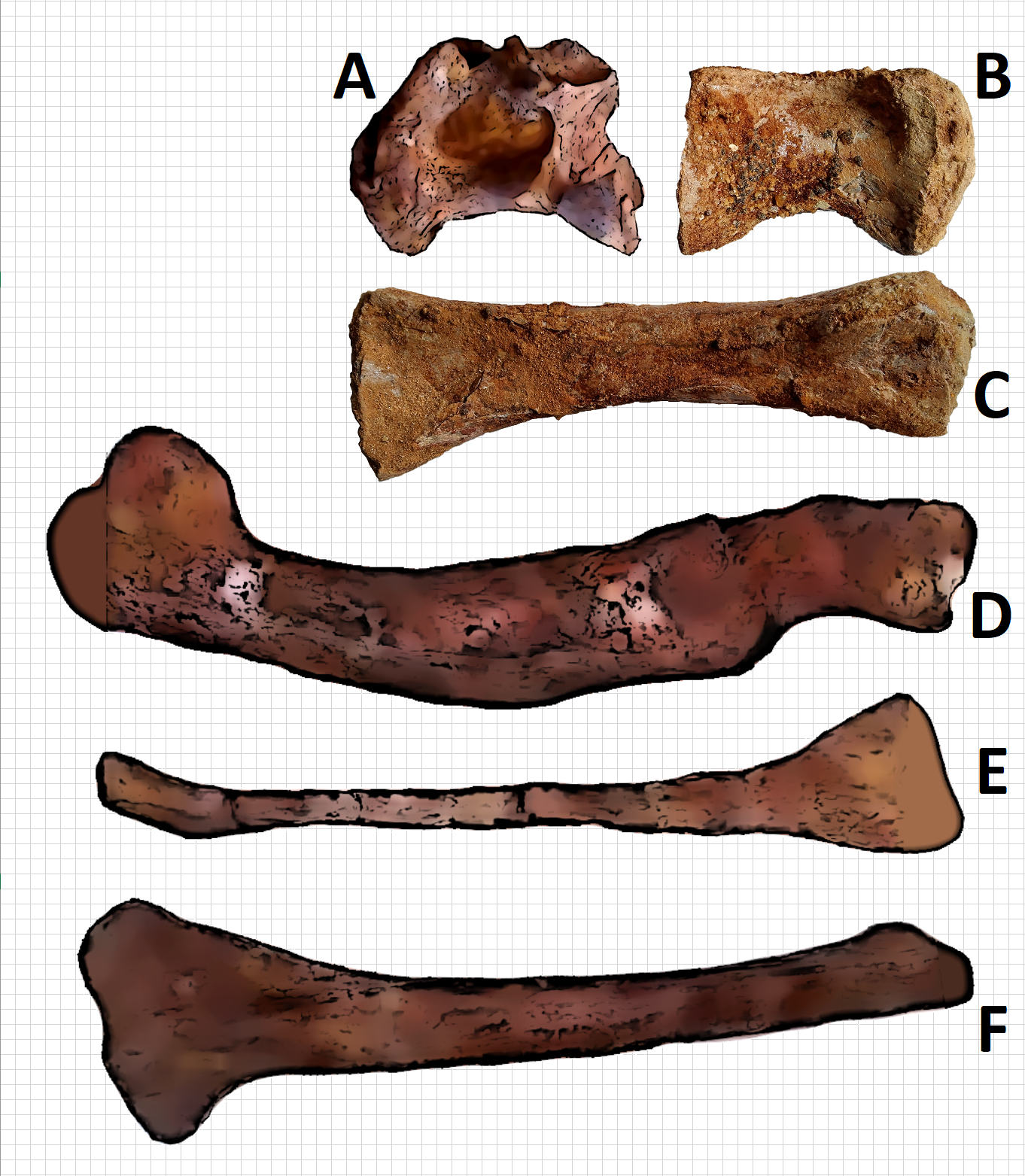 Restoration of both forelimb and hind limbs[4] length in proportional ratio based on dorsal vertebra as standard. From top to bottom: A. anterior dorsal vertebra of Spinosaurus aegyptiacus neotype (FSAC-KK 11888); B. mid dorsal vertebra of Spinosaurid tentatively refer as Spinosaurus dorsojuvencus (Alpha Male 9109); C. radius of Alpha Male 9109; D. femur of neotype FSAC-KK 11888; E. fibula of neotype FSAC-KK 11888; and F. Tibia of neotype FSAC-KK 11888.