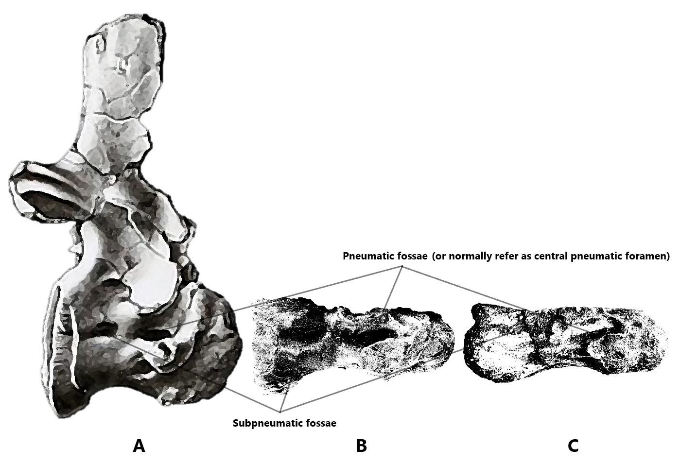 Comparison of cervical vertebra of Egypt Spinosaurid Spinosaurus aegyptiacus[8] with one of the species of Morocco Spinosaurid tentatively refer as Spinosaurus dorsojuvencus. Both species develop a similar subpneumatic fossae behind the primary pneumatic fossae. From left to right: A. Posterior cervical vertebra of Spinosaurus aegyptiacus (BSP 1912 VIII 19); B. Mid cervical vertebra (GCE2104138334) of Alpha Male 9109; C. Anterior cervical vertebra (GCE2105098997A) of Sigma Neck 8997.
