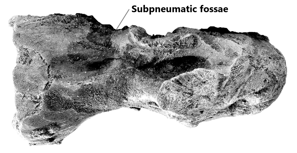 Cervical vertebra of Morocco Spinosaurid refer as Spinosaurus dorsojuvencus in right lateral view, contain subpneumatic fossae at distal centrum.