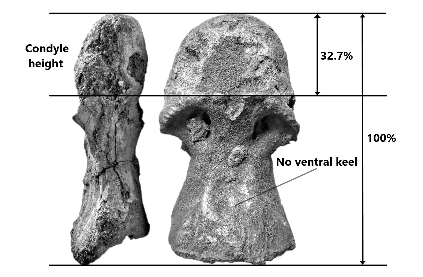 Cervical vertebra of Morocco Spinosaurid refer as Spinosaurus dorsojuvencus in ventral view. The condyle height composes about 32.7%± of total vertebra length, and no obvious ventral keel develop at bottom of the centrum.
