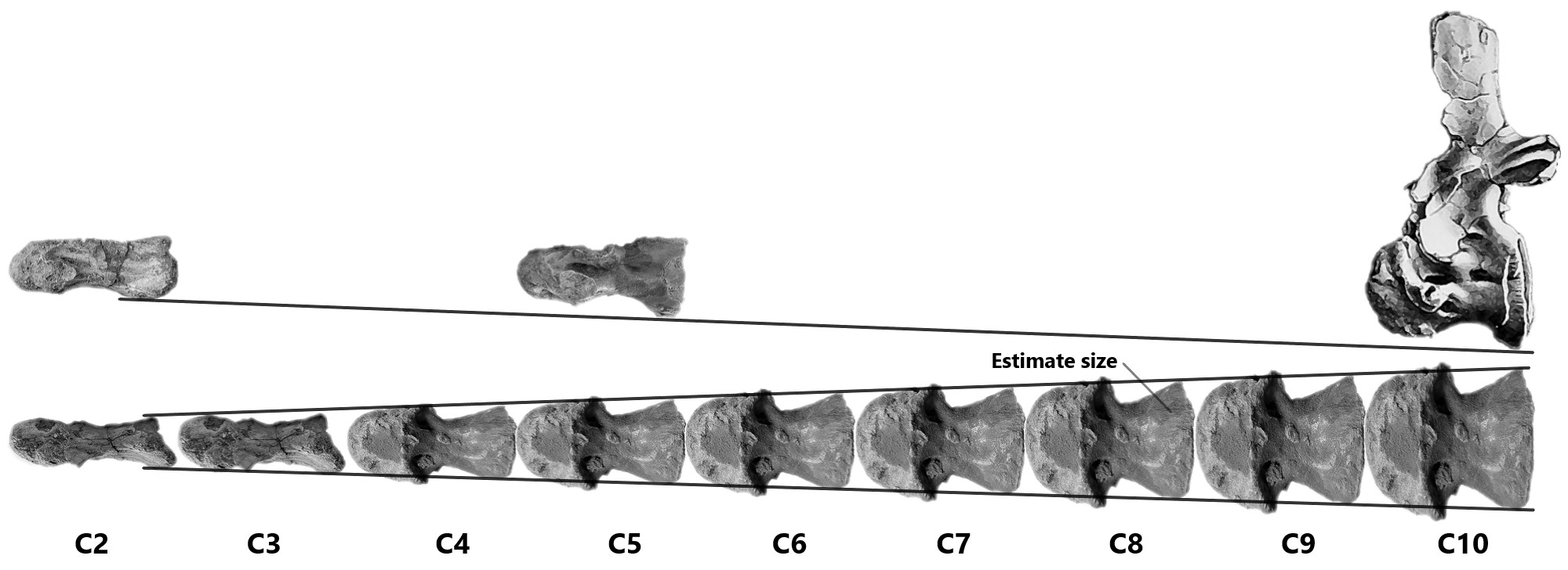 Estimate size of each cervical vertebra[8] in each position (in left lateral view and ventral view). One of the obvious feature is Spinosaurus dorsojuvencus show a very broad centrum at posterior cervical vertebra position.