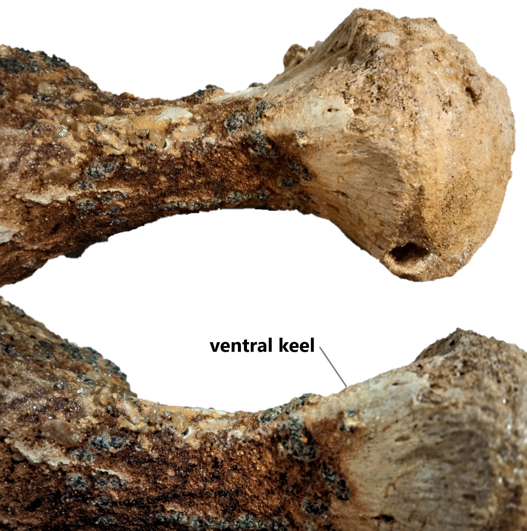 Ventral view of mid dorsal vertebra tentatively refers as Spinosaurus dorsojuvencus. Ventral keel of Spinosaurus dorsojuvencus only start develop at anterior dorsal vertebra and probably end at mid dorsal vertebra with ventral keel is non-sharp surface.