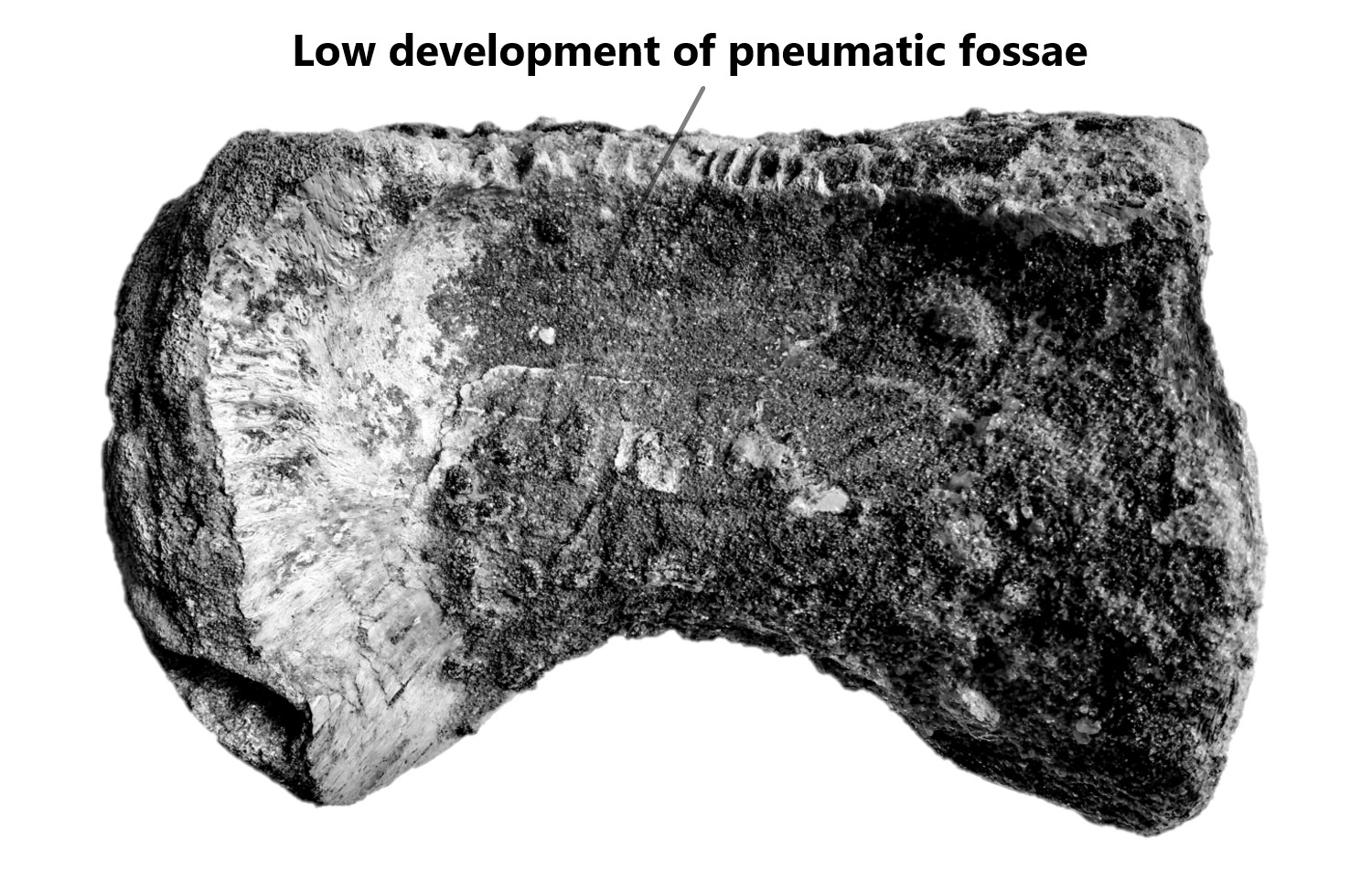 Left lateral view of mid dorsal vertebra tentatively refers as Spinosaurus dorsojuvencus. The vertebra centrum appears low or no development in pneumatic fossae.
