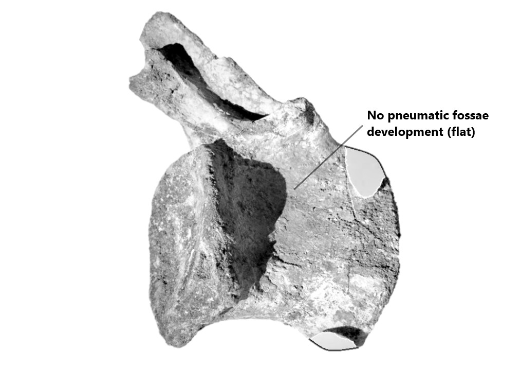 Right lateral view of mid caudal (tail) vertebra tentatively refers as Spinosaurus dorsojuvencus. No development of pneumatic fossae can be observed at surface of vertebra centrum.