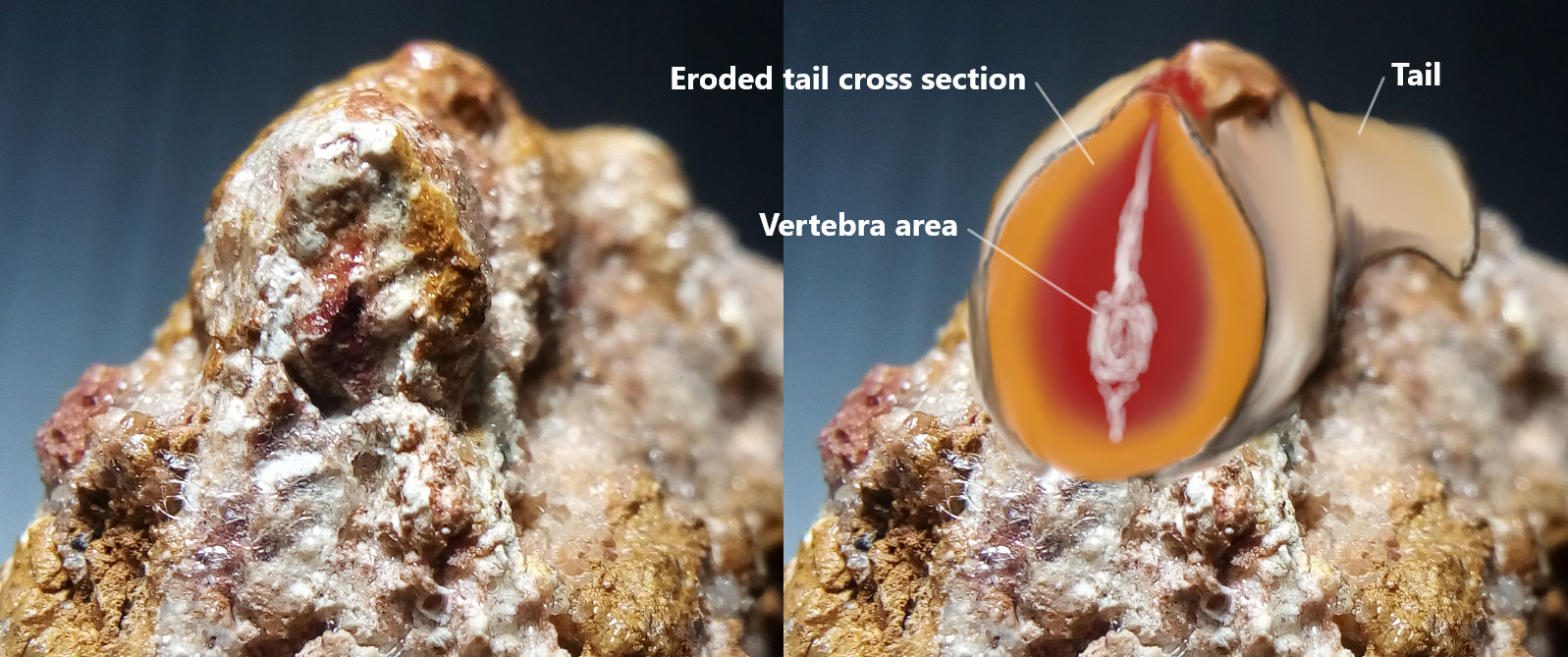 Anterior view on eroded area (cross section) of partial preserved distal tail section of embryo Spinosaurus dorsojuvencus EMB1MORO. The middle black hole belongs to vertebra area that did not preserved in this specimens.