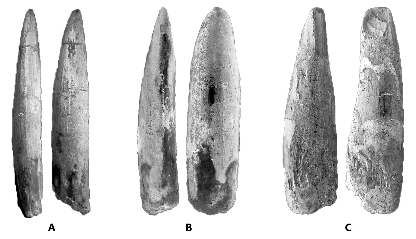 Isolated Sauropod tooth compare to Spinosaurid tooth from Kem Kem bed of Morocco. From left to right: A. Type I isolated Sauropod tooth from Kem Kem; B. Type II isolated Sauropod tooth from Kem Kem; and C. Spinosaurid tooth from Kem Kem.