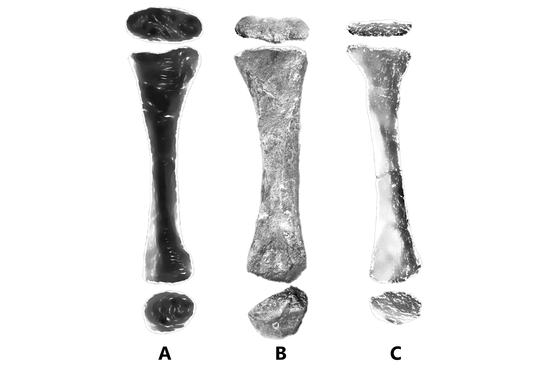 Comparison of radius bone (forelimb) between Sauropodomorpha with Spinosaurid. From left to right: A. Plateosaurus (Prosauropod)[9]; B. Spinosaurus (Spinosaurid); and C. Zby atlanticus (Sauropod)[10].