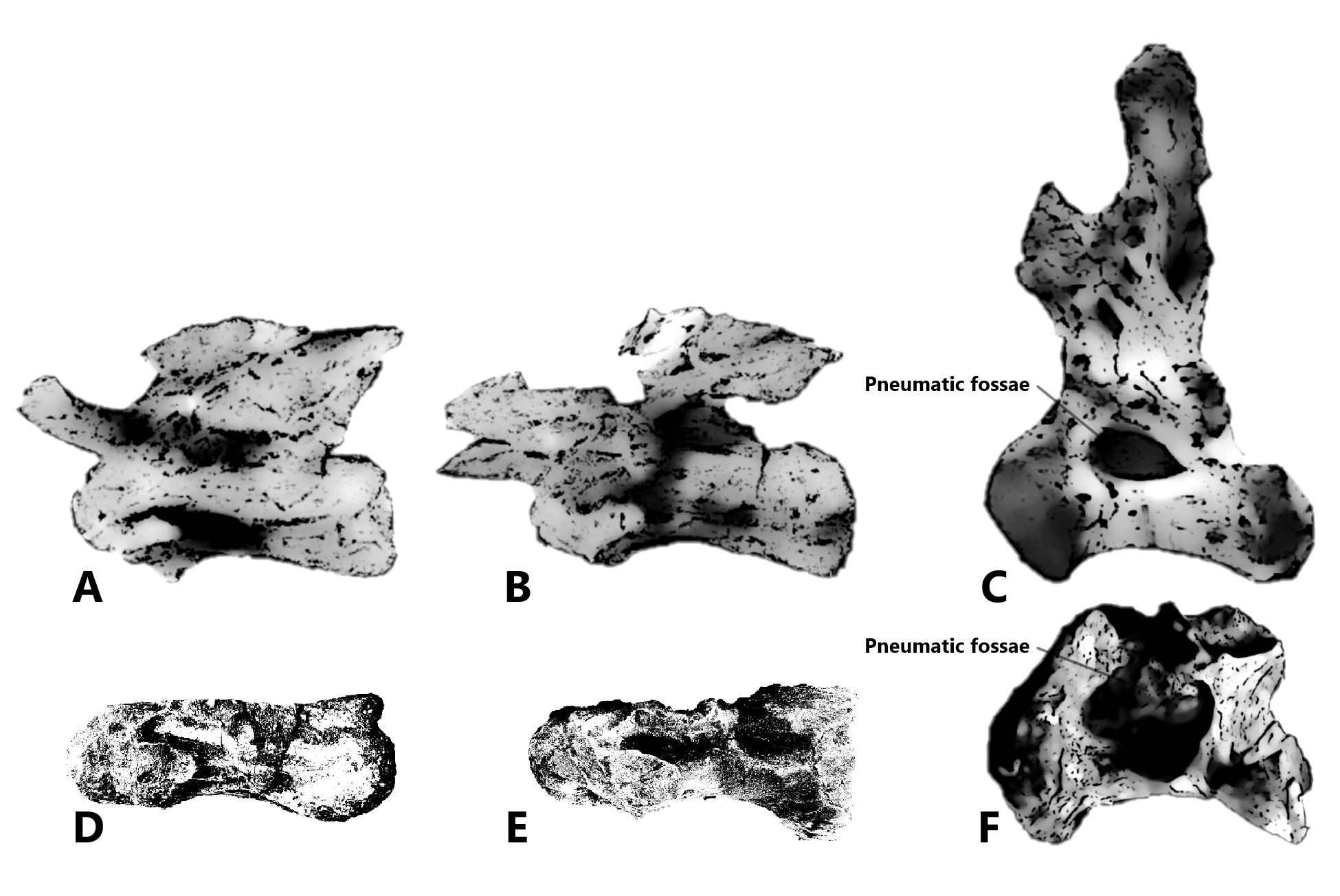 Comparison of Spinosaurid vertebra with Sauropod. From top left to bottom right: A. 3rd cervical vertebra (MPEF-PV 3301/12)[11] of Bagualia alba; B. 4th cervical vertebra (MPEF-PV 3301/11)[11] of Bagualia alba; C. Cretaceous Sauropod dorsal vertebra PMU 24708[12]; D. 2nd cervical vertebra (GCE2105098997A) of Spinosaurus dorsojuvencus; E. 5th cervical vertebra (GCE2104138334) of Spinosaurus dorsojuvencus; and F. Anterior dorsal vertebra of Spinosaurus aegyptiacus neotype (FSAC-KK 11888)[4].