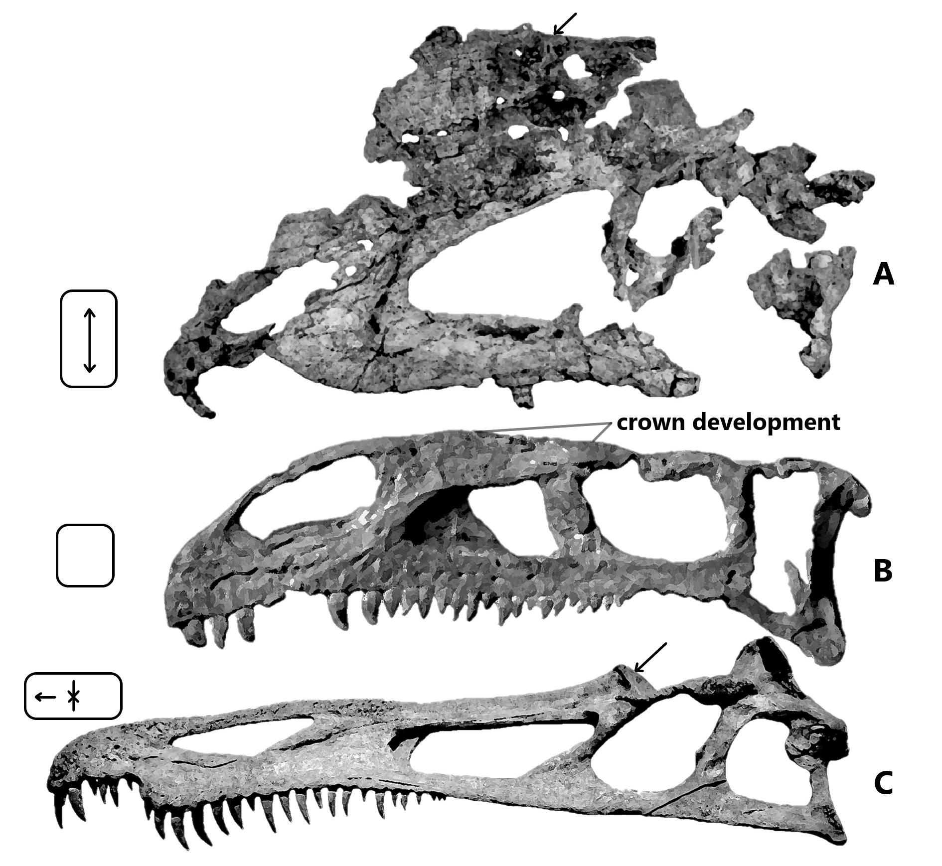 Comparison of various skull that recommended to group under Order Aliacollisauria. From top to bottom: A. Skull of Dilophosaurus wetherilli (UCMP 77270)[13]; B. Skull of Plateosaurus trossingensis (NAAG_00011238)[14]; and C. Reconstructed skull (cast) of Suchomimus tenerensis (MNN GDF 500)[15].