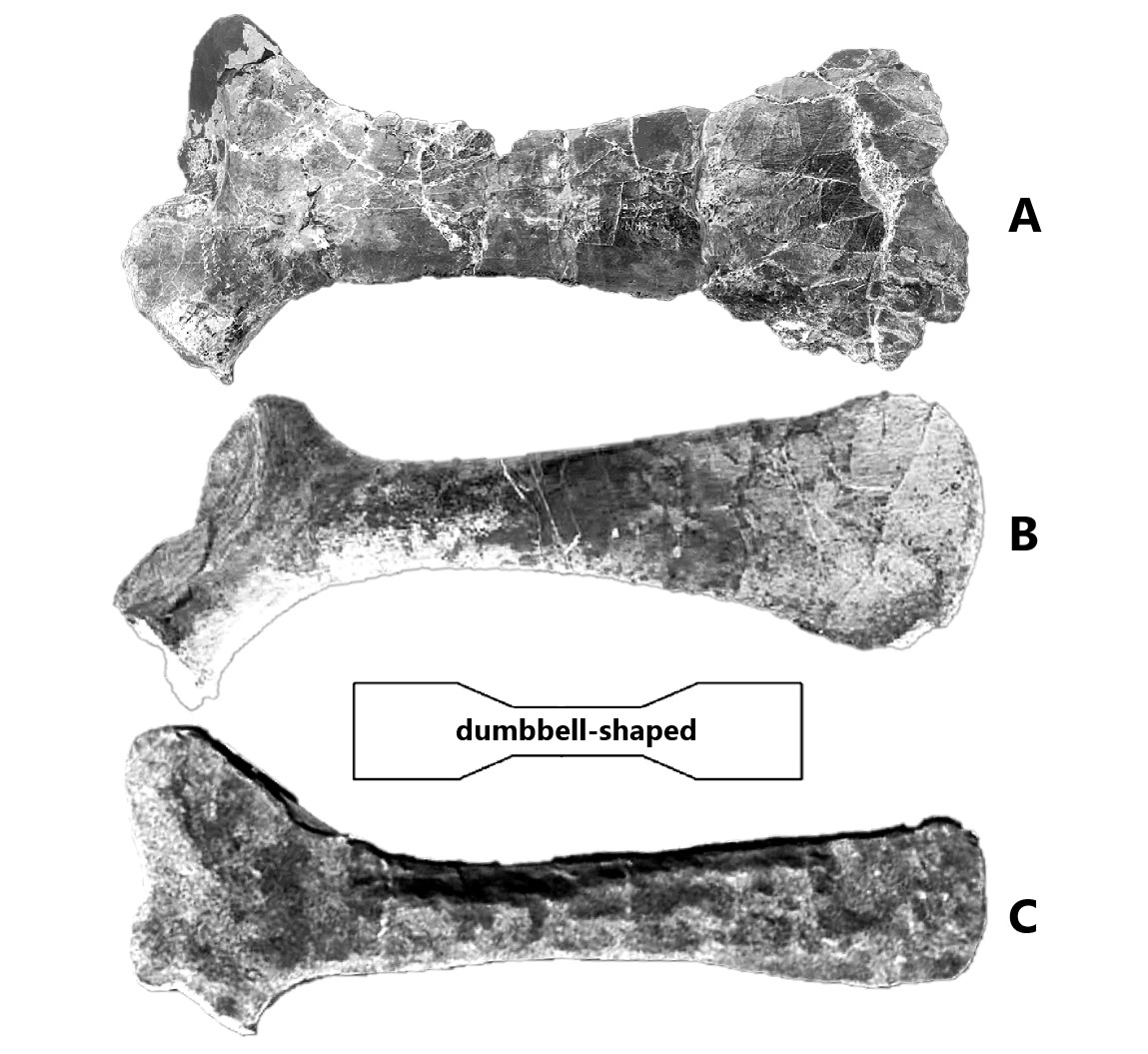 Comparison of scapula between species recommended group under Order Aliacollisauria. One of the typical structure morphology pose from Aliacollisauria is dumbbell-shaped scapula. From top to bottom: A. Dilophosaurus wetherilli[13]; B. Plateosaurus trossingensis[16]; and C. Suchomimus tenerensis (reconstructed)[17].