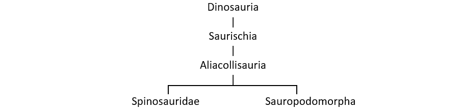 Classification of Spinosauridae and Sauropodomorpha under Aliacollisauria.
