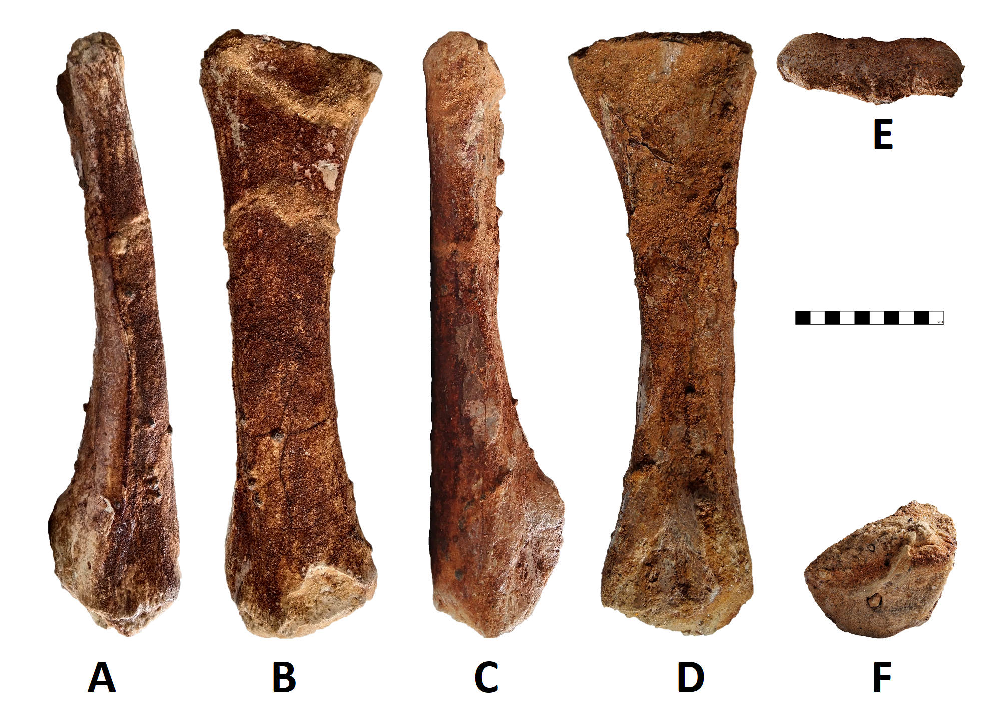Left radius (GCE2104204947) of Spinosaurid tentatively refer as Spinosaurus dorsojuvencus. Start viewing at the back and turn clockwise: A. posterior view (backside); B. lateral view (side view); C. anterior view (front view); D. medial view (internal side); E. proximal view (top view); F. distal view (bottom view)