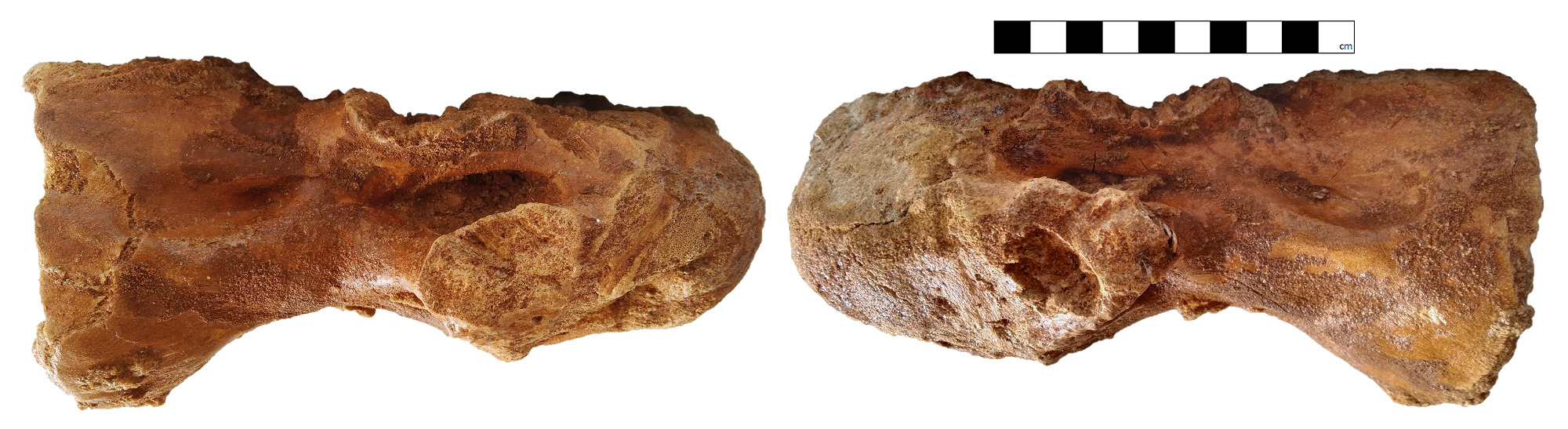 Mid cervical (estimated vertebra location: C5) vertebra (GCE2104138334) of Spinosaurid tentatively refer as Spinosaurus dorsojuvencus. From left image: in right lateral view (side view); Right image: in left lateral view
