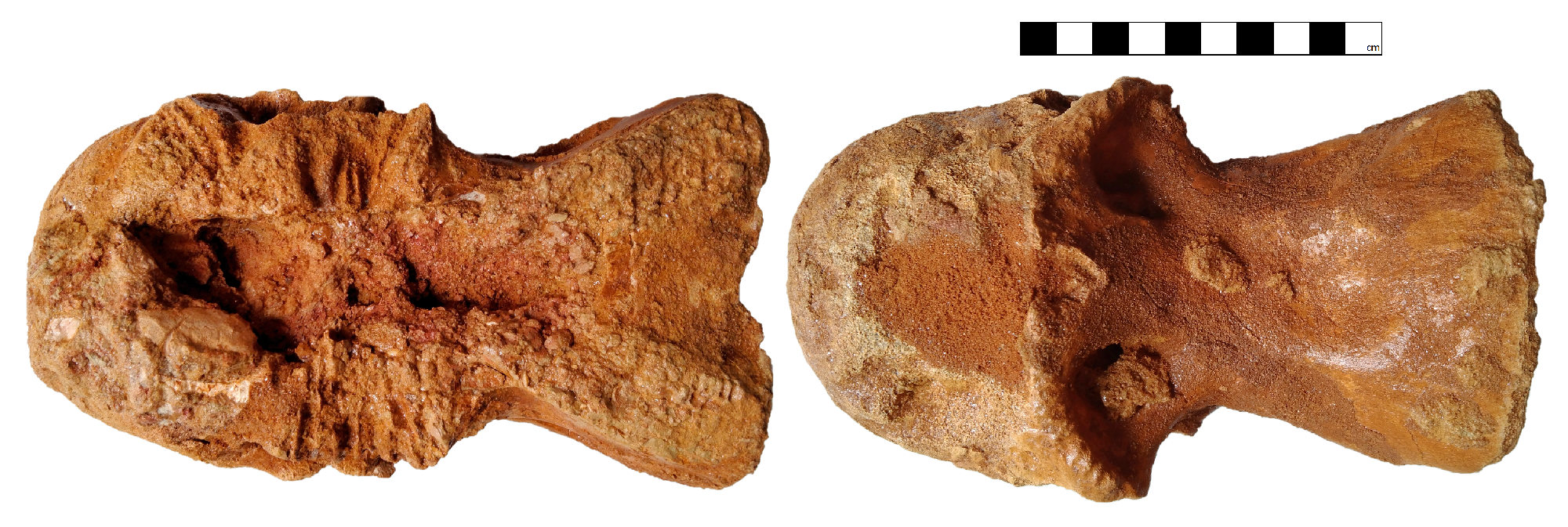 Mid cervical vertebra (GCE2104138334) of Spinosaurid tentatively refer as Spinosaurus dorsojuvencus. From left image: in dorsal view (top view, anterior face to the left); Right image: in ventral view (bottom view, anterior face to the left)