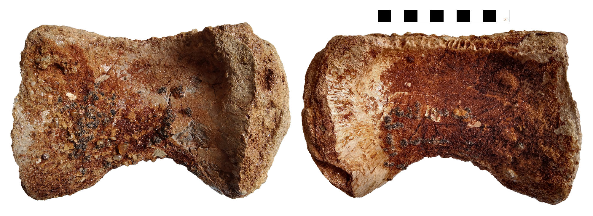Mid dorsal vertebra (GCE2104133945) of Spinosaurid tentatively refer as Spinosaurus dorsojuvencus. From left image: in right lateral view (side view); Right image: in left lateral view