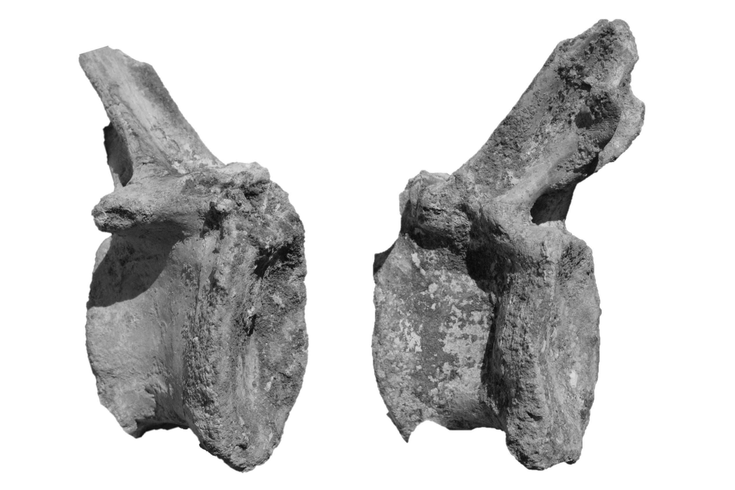 Mid caudal vertebra (R393243465120-2104) of Spinosaurid tentatively refer as Spinosaurus dorsojuvencus. From left image: in right lateral view (side view); Right image: in left lateral view