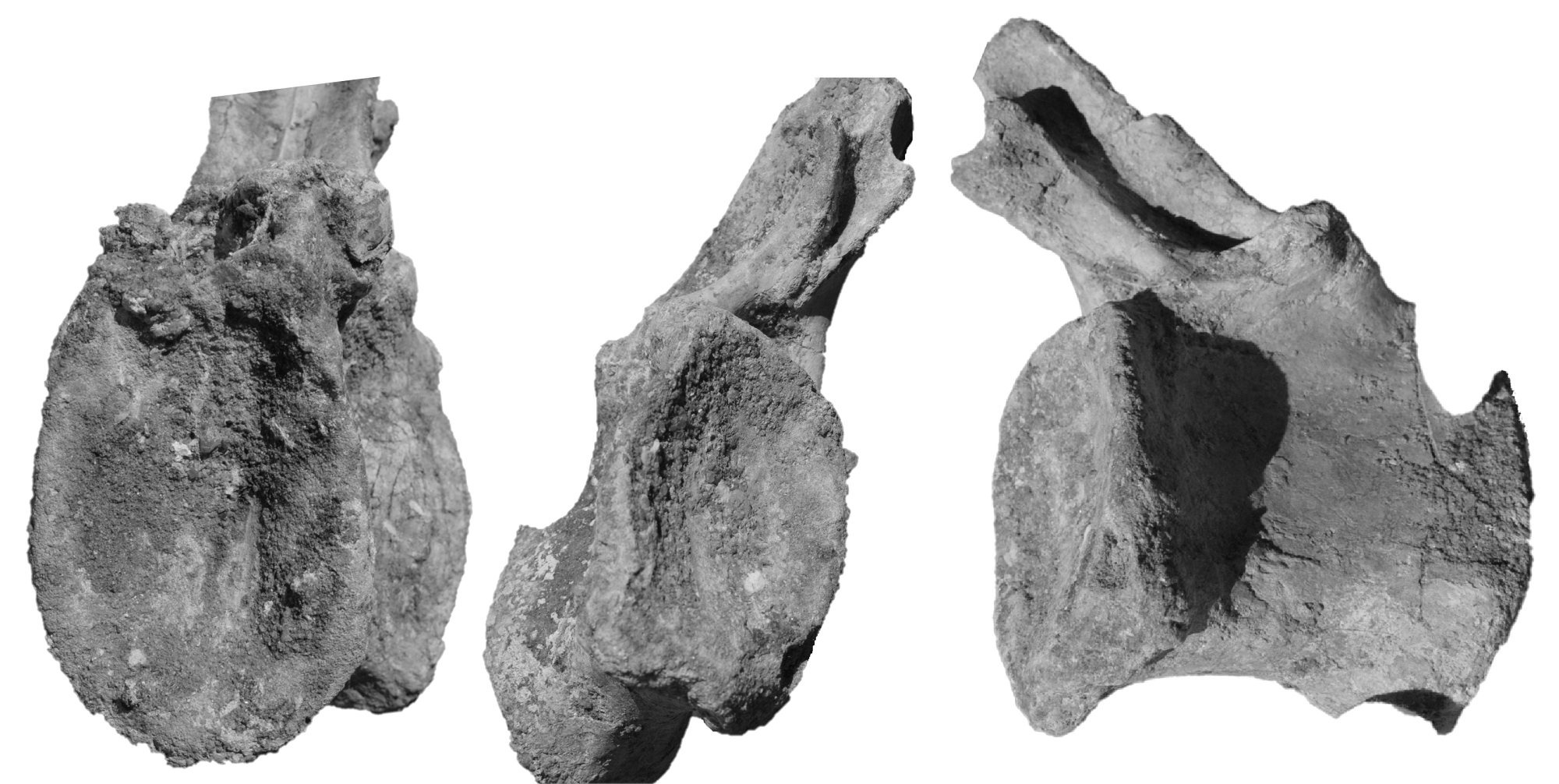 Mid caudal vertebra (R393243465120-2104) of Spinosaurid tentatively refer as Spinosaurus dorsojuvencus. From left image: anterior view (front view); Middle image: posterior view (backside view); Right image: in right lateral view (side view). Middle and right image provide a roughly idea of how the posterior view look like