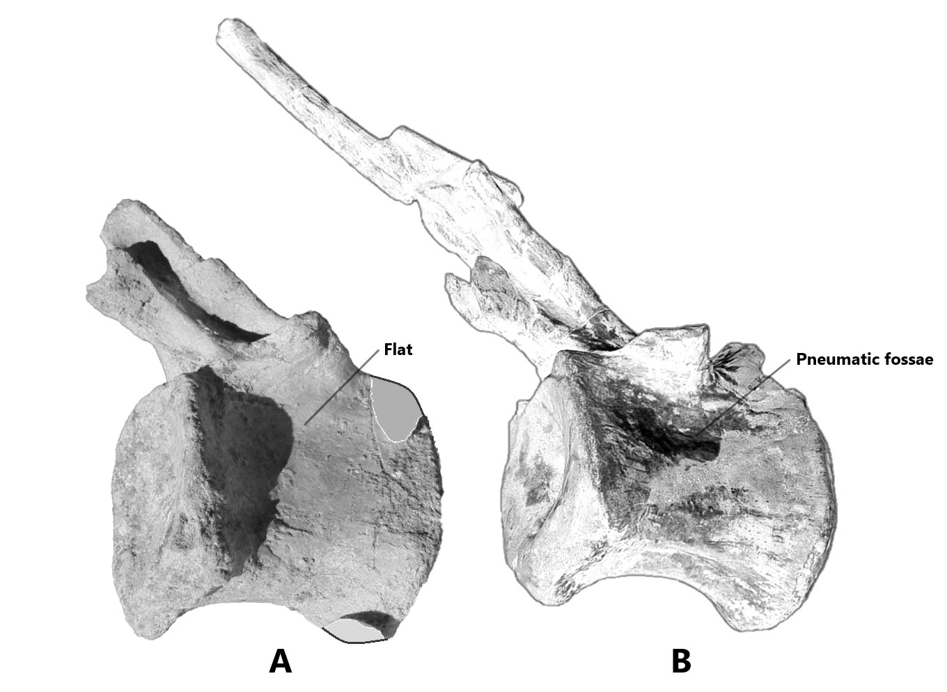Side by side comparison of both mid caudal vertebrae of Alpha Male 9109 (tentatively refer as Spinosaurus dorsojuvencus) and Spinosaurus aegyptiacus neotype (FSAC-KK 11888)[5][6]. From left to right: A. Mid caudal vertebra (R393243465120) of Alpha Male 9109 in right lateral view, vertebra centrum appears flat without pneumatic fossae; B. Mid caudal vertebra (FSAC-KK 11888, refer as position Ca16) in right lateral view (flipped image), top portion centrum of vertebra contains pneumatic fossae.
