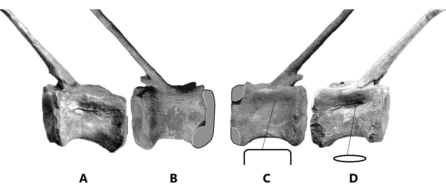 Side by side comparison of both distal caudal (close to the end of the tail) vertebrae of Morocco Spinosaurid probably similar species as Alpha Male 9109 (tentatively refer as Spinosaurus dorsojuvencus) and Spinosaurus aegyptiacus neotype (FSAC-KK 11888)[6][7]. From left to right: A. Distal caudal vertebra (FSAC-KK 11888, refer as position Ca31) in right lateral view; B. Distal caudal vertebra (R175141271886-2202) of Spinosaurid probably similar species as Alpha Male 9109 in right lateral view; C. Distal caudal vertebra (R175141271886-2202) of Spinosaurid probably similar species as Alpha Male 9109 in left lateral view, the centrum appear lack of pneumatic fossae development, smooth and flat surface appearance; D. Distal caudal vertebra (FSAC-KK 11888, refer as position Ca31) in left lateral view, pneumatic fossae are well developed on vertebra centrum, the bottom centrum appear cylinder shape.