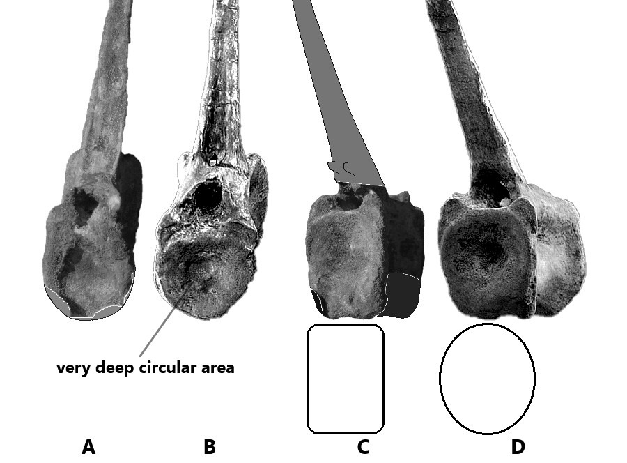 Side by side comparison of both distal caudal (close to the end of the tail) vertebrae of Morocco Spinosaurid probably similar species as Alpha Male 9109 (tentatively refer as Spinosaurus dorsojuvencus) and Spinosaurus aegyptiacus neotype (FSAC-KK 11888)[6][7]. From left to right: A. Distal caudal vertebra (R175141271886-2202) of Spinosaurid probably similar species as Alpha Male 9109 in anterior view (front view); B. Distal caudal vertebra Spinosaurus aegyptiacus neotype (FSAC-KK 11888, refer as position Ca31) in anterior view; C. Distal caudal vertebra (R175141271886-2202) of Spinosaurid probably similar species as Alpha Male 9109 in posterior view (backside view); D. Distal caudal vertebra Spinosaurus aegyptiacus neotype (FSAC-KK 11888, refer as position Ca31) in posterior view. The caudal centrum of Spinosaurus dorsojuvencus appear more in rectangular shape (under posterior view angle, refer C) compare to Spinosaurus aegyptiacus neotype with more square in shape (with inner more spherical shape). The center of centrum for Spinosaurus aegyptiacus neotype (FSAC-KK 11888) in both anterior and posterior contain a very deep circular area (a small hole, like typical ichthyosaurs vertebra) and formed a double concave structure and is appear along all the caudal tail position. They probably contain a large nucleus pulposus between vertebra.